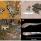 Image for article titled This Freaky New Frog Gives Birth To Live Tadpoles, Not Eggs